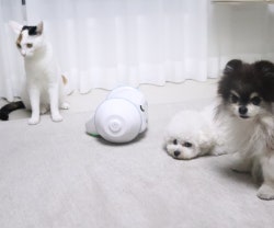 강아지 고양이 움직이는 자동 장난감 노즈워크 펫로봇 디로펫